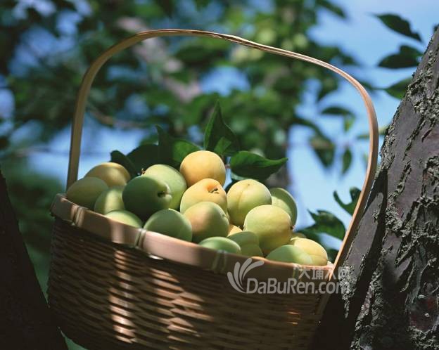 大埔这种水果被称为"返老还童果",现在吃它正是时候!